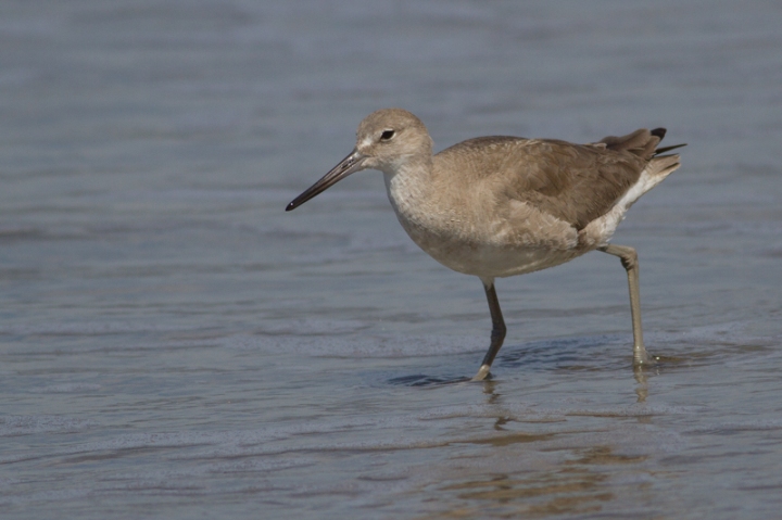 NVWillet