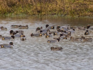 One of many rafts of feeding Teal