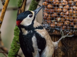 Great Spotted Woodpecker (m)