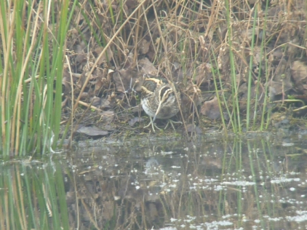 Jack Snipe-Whisby